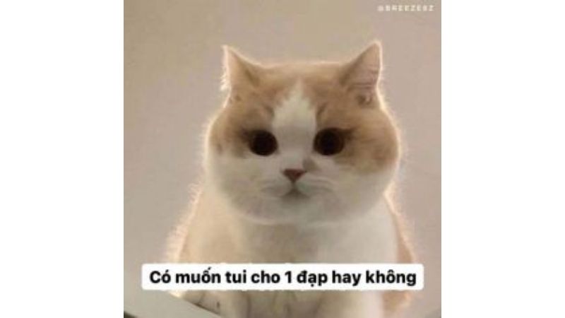 Tổng hợp 100 ảnh meme hài bựa, gây cười “bể bụng”