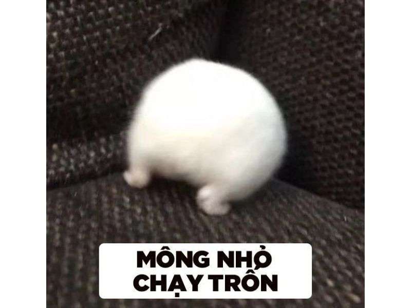 Tổng hợp 25+ ảnh Meme hamster cực hài hước