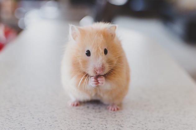 99+ Hình Ảnh Chuột Hamster Cute, Dễ Thương Nhất