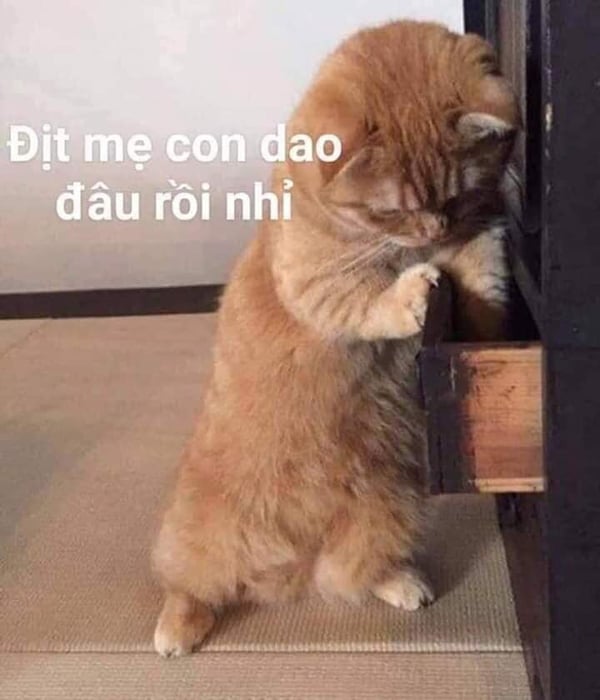 Danh sách các meme chửi hài hước và đầy độc đáo