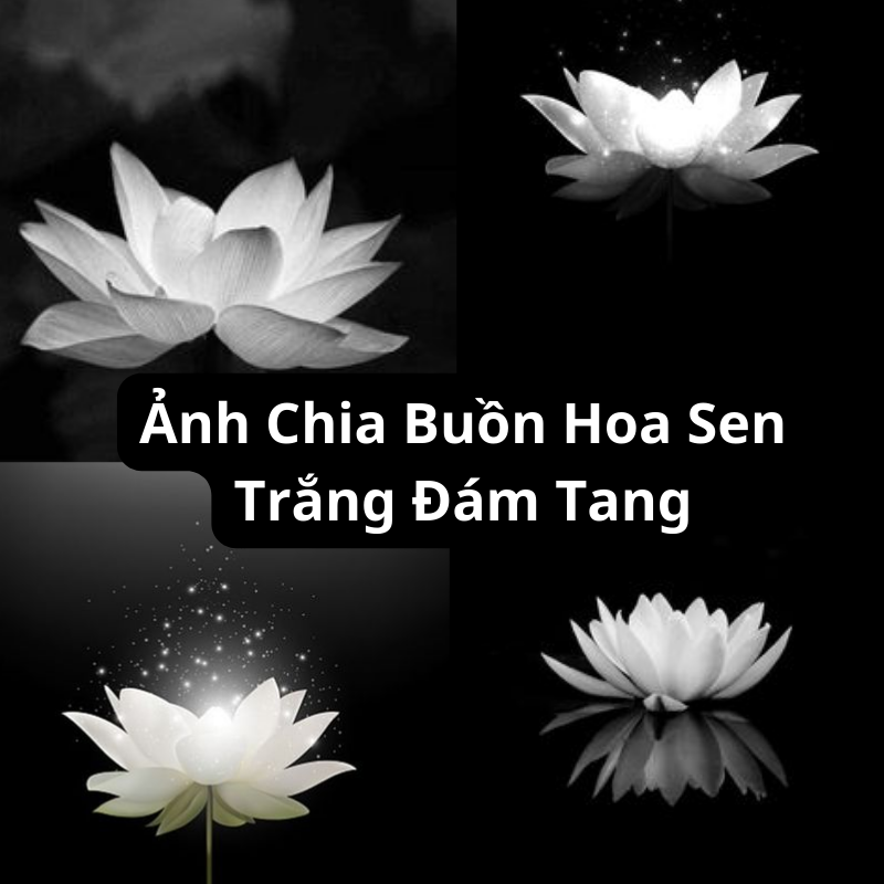 993+ Avatar ảnh buồn đám tang - Sưu tầm ảnh buồn, tang tóc