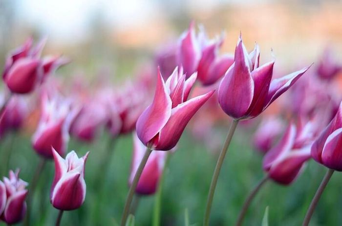 Bộ sưu tập 101+ hình ảnh hoa Tulip rực rỡ cho hình nền điện thoại