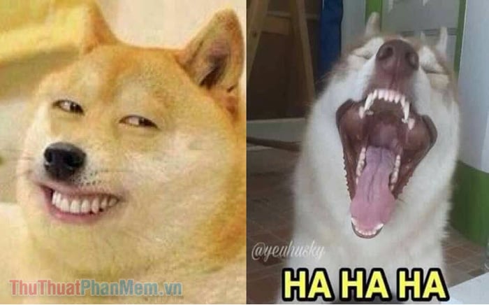 Meme Chó Cười: Hành Trình Đến Thiên Đàng Hài Hước