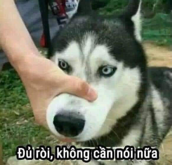 Meme Chó Cười: Hành Trình Đến Thiên Đàng Hài Hước